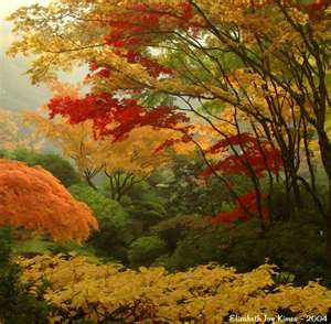picture of colorful fall garden