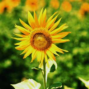 picture of blooming sunflower 