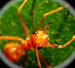 Ant Species: Weaver Ant. worker ant